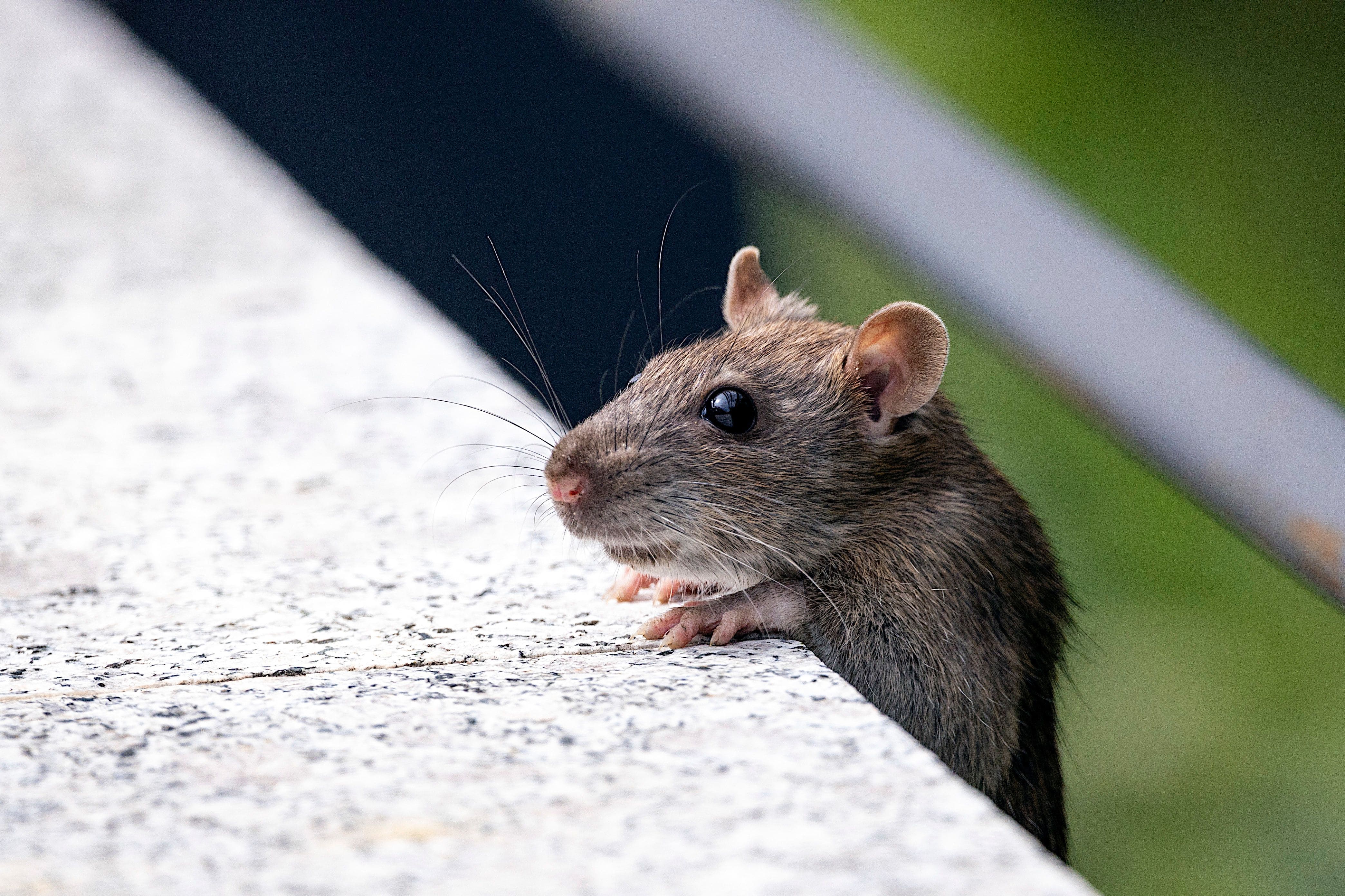 Rodent control treatment in Karachi