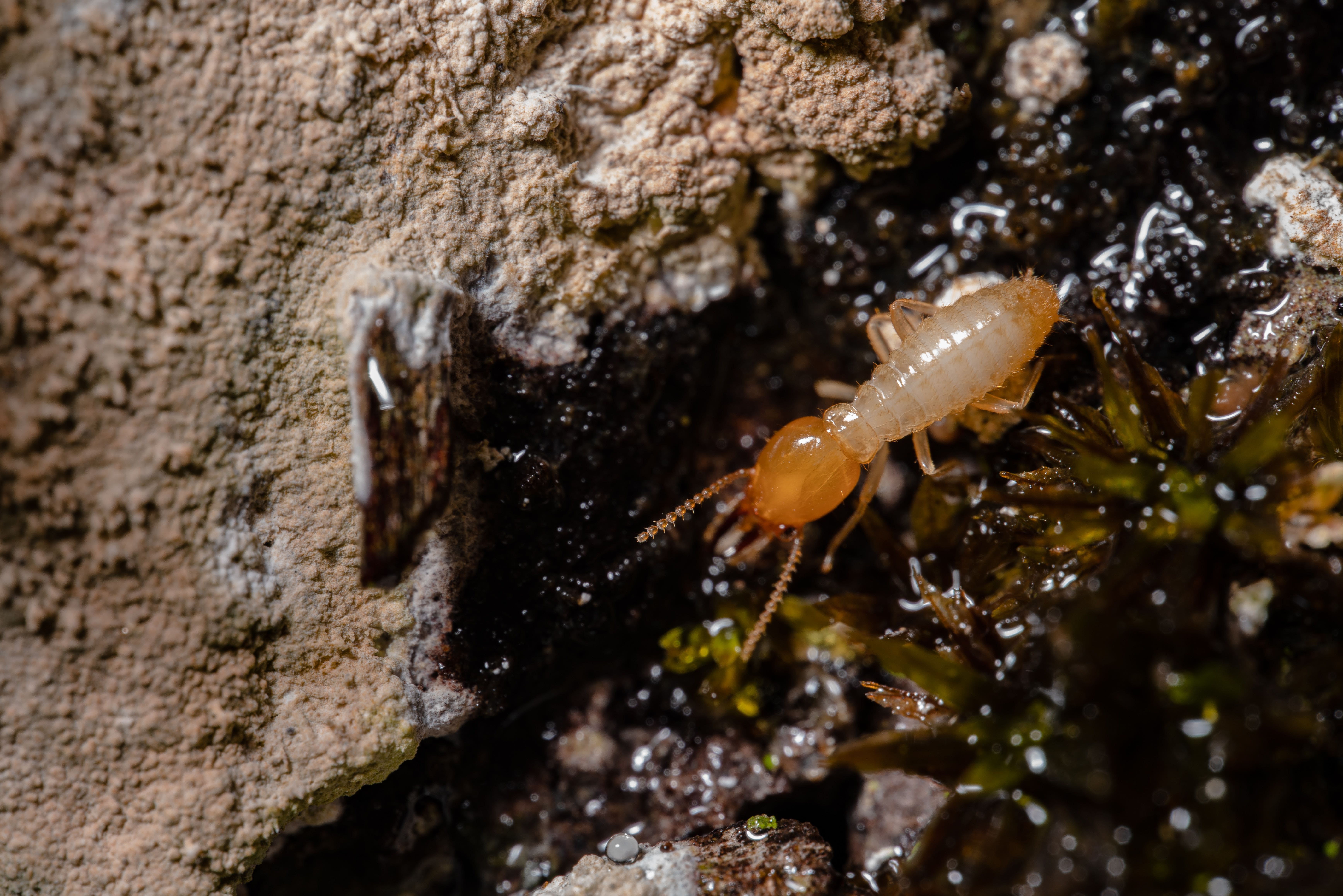 Termite proofing treatment in Karachi